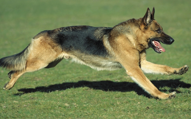 German Shepherd Windows 10 Theme - themepack.me