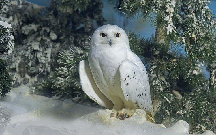 Snowy Owl Windows 10 Theme - themepack.me