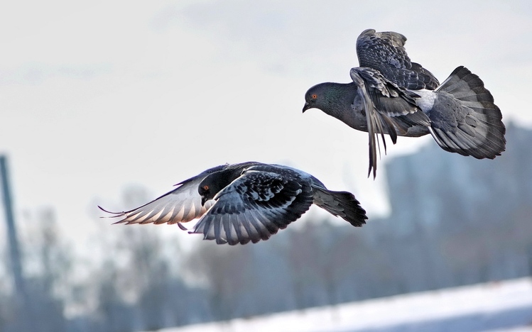 Pigeon Painting Windows10 Download