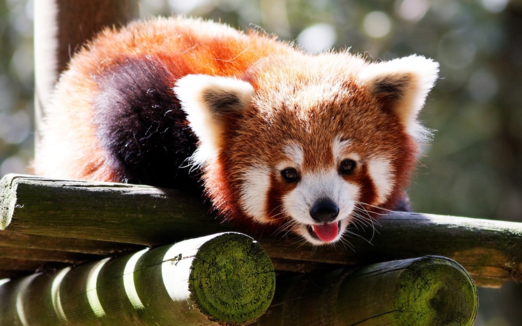 Red Panda Windows 10 Theme Themepack Me