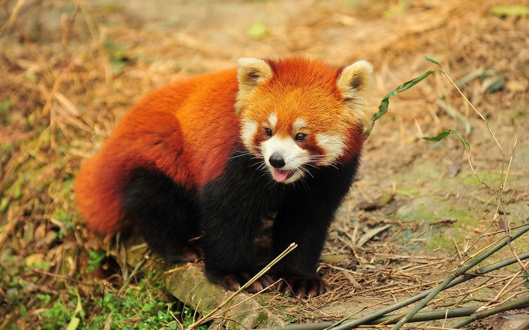 Red Panda Windows 10 Theme - themepack.me