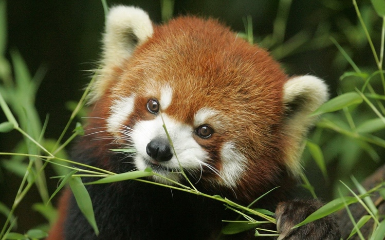 Red Panda Windows 10 Theme - themepack.me