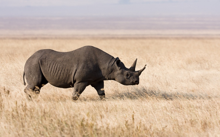 rhino free download windows 10