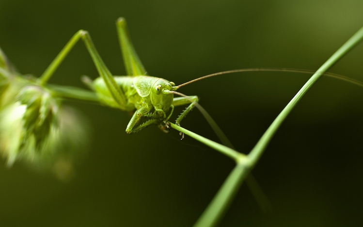 grasshopper windows download