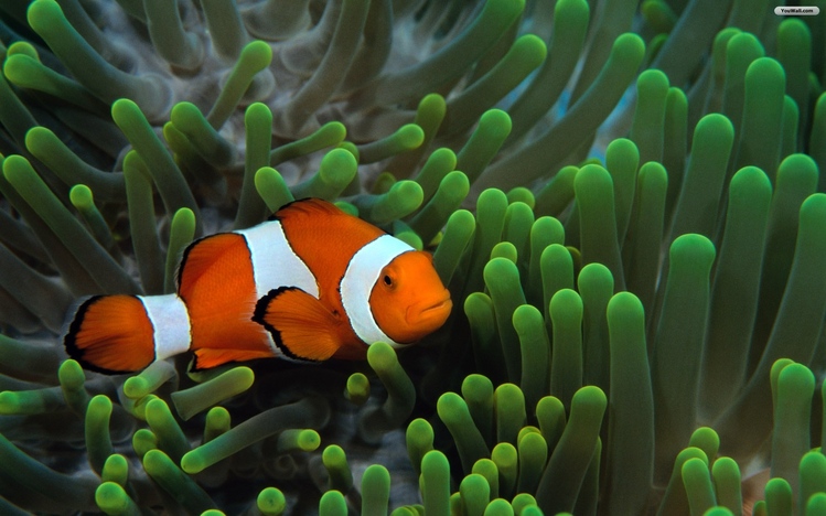 clownfish for skype windows 10