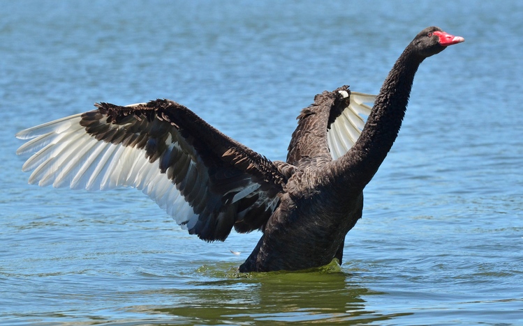 Black Swan Windows 10 Theme - themepack.me