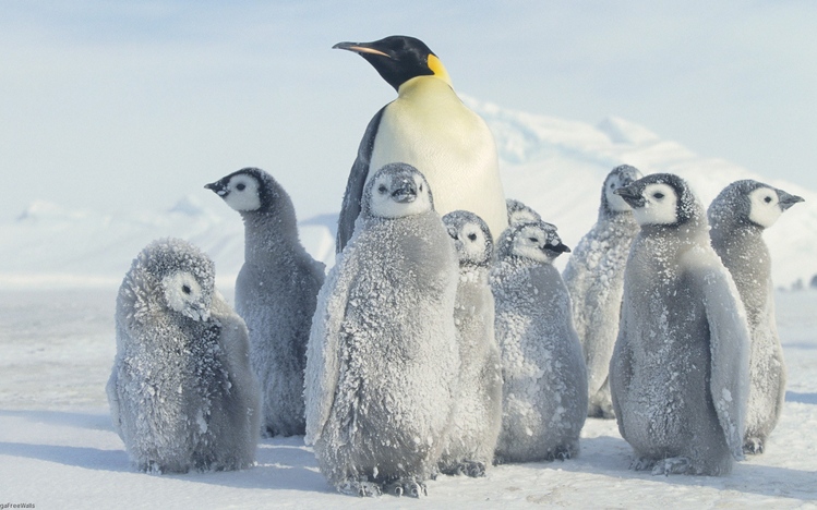 Emperor Penguin Windows 10 Theme Themepack Me