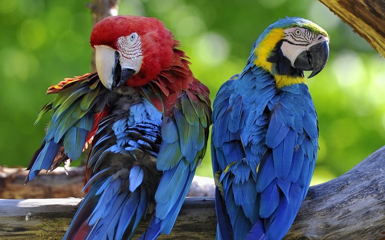 Macaw Windows 10 Theme - themepack.me