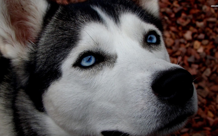 Siberian Husky Windows 10 Theme Themepackme