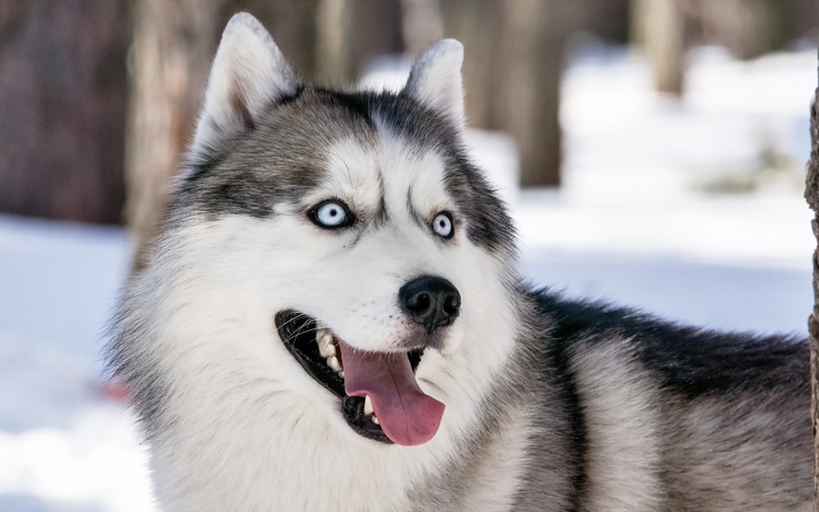 Siberian Husky Windows 10 Theme Themepackme