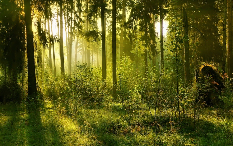 Forest Windows 10 Theme - themepack.me