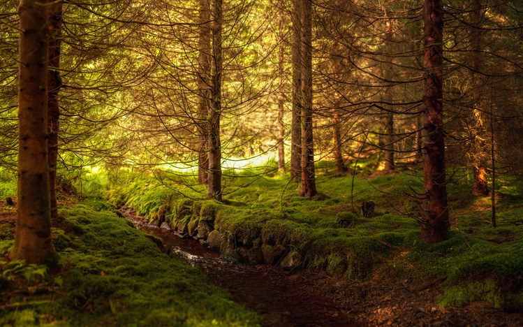 Forest Windows 10 Theme - themepack.me