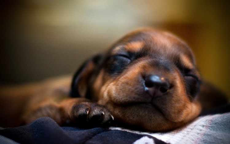 Puppy Windows 10 Theme - themepack.me