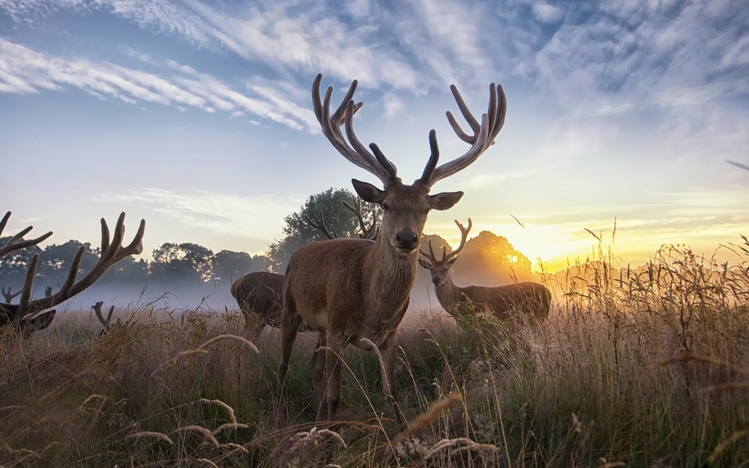 Deer Windows 10 Theme - themepack.me