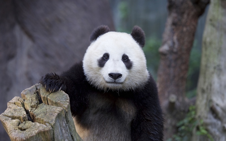 Panda Windows 10 Theme Themepackme