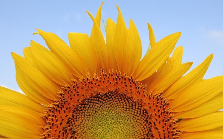Sunflower Windows 10 Theme - themepack.me