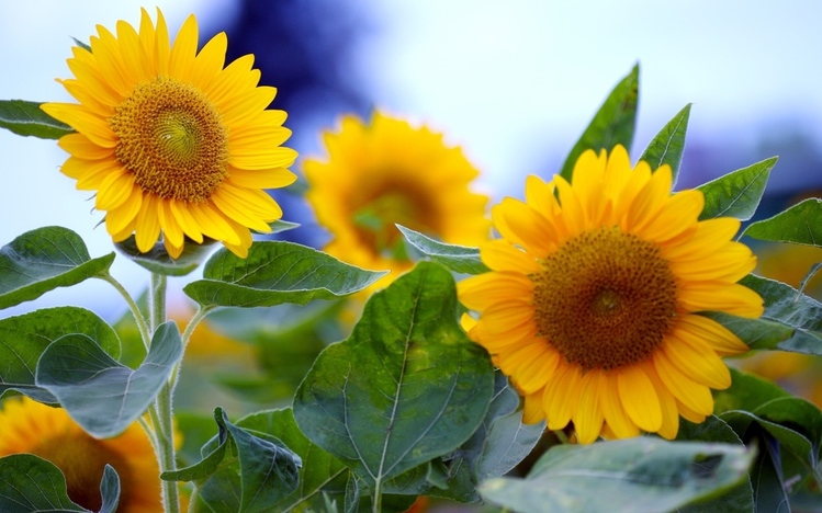 Sunflower Windows 10 Theme - themepack.me