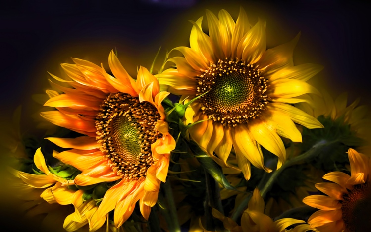 Sunflower Windows 10 Theme - themepack.me