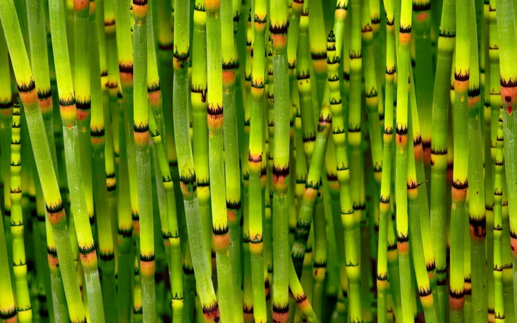 download bamboo paper for windows 10