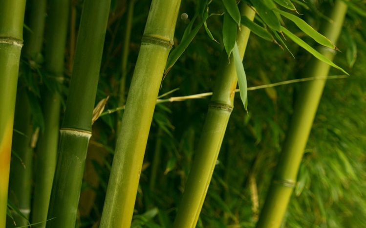 bamboo paper for windows 10