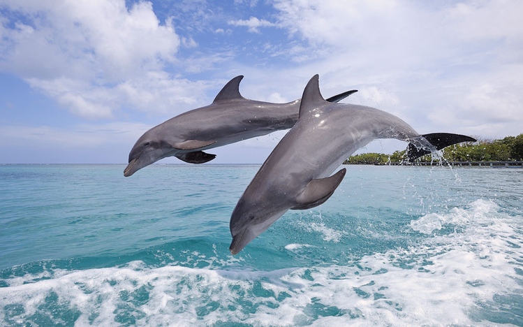 download dolphin emulator for windows 10
